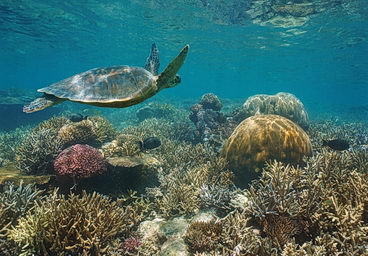 Coral reef underwater
